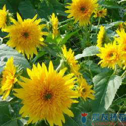 農友種苗股份有限公司 提供專業蔬果種子 花卉種子 農業資材 線上購物及高雄商品服務店等貼心服務