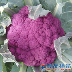 農友種苗股份有限公司 提供專業蔬果種子 花卉種子 農業資材 線上購物及高雄商品服務店等貼心服務
