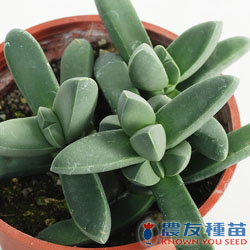 農友種苗股份有限公司 提供專業蔬果種子 花卉種子 農業資材 線上購物及高雄商品服務店等貼心服務