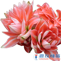 農友種苗股份有限公司 提供專業蔬果種子 花卉種子 農業資材 線上購物及高雄商品服務店等貼心服務 農友種苗股份有限公司 提供專業蔬果種子 花卉種子 農業資材 線上購物及高雄商品服務店等貼心服務