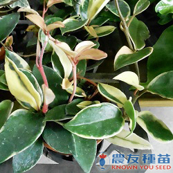 農友種苗股份有限公司 提供專業蔬果種子 花卉種子 農業資材 線上購物及高雄商品服務店等貼心服務