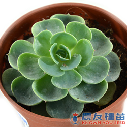 農友種苗股份有限公司 提供專業蔬果種子 花卉種子 農業資材 線上購物及高雄商品服務店等貼心服務